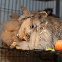Thumbnail photo of Flopsy & Mopsy #2