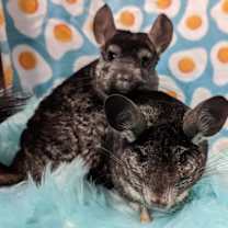 Thumbnail photo of Pablo & Sid #1