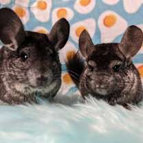 Thumbnail photo of Pablo & Sid #2
