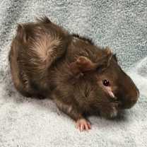 Thumbnail photo of Tim Tom #3
