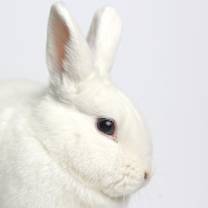 Thumbnail photo of Iris #4