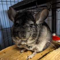 Thumbnail photo of Pedra #1