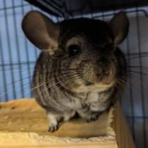 Thumbnail photo of Pedra #2