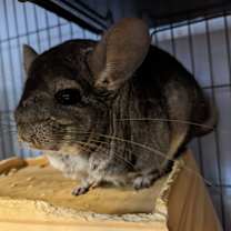 Thumbnail photo of Pedra #3