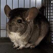 Thumbnail photo of Pedra #4