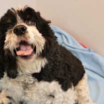 Thumbnail photo of Butter Pecan #1