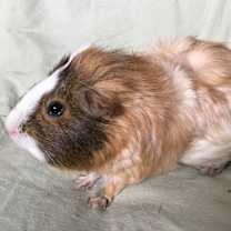 Thumbnail photo of Malhia #1