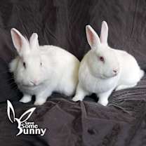 Thumbnail photo of BamBam (and Pebbles) #1