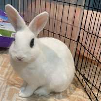 Thumbnail photo of Luna's Mars Rabbit KIT #1