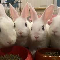 Thumbnail photo of Luna's Mars Rabbit KIT #2