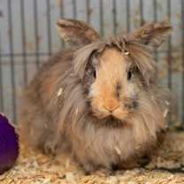 Thumbnail photo of Flopsy & Mopsy #3