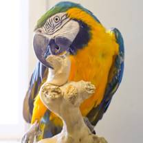 Thumbnail photo of Indra #1