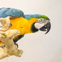 Thumbnail photo of Indra #3