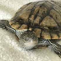 Thumbnail photo of Sunny #4