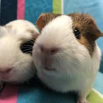 Thumbnail photo of Kiddy (Bonded to Kassy) #1
