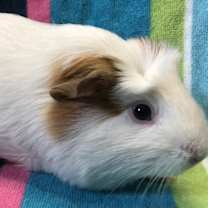 Thumbnail photo of Kiddy (Bonded to Kassy) #2