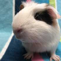 Thumbnail photo of Kiddy (Bonded to Kassy) #3