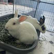 Thumbnail photo of Timothy and Sea Anna #4
