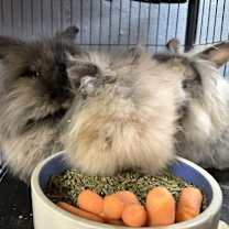 Thumbnail photo of Flopsy & Mopsy #4