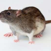 Thumbnail photo of Emile #1