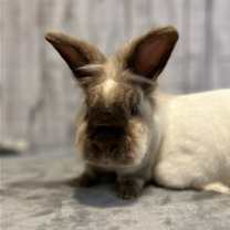 Thumbnail photo of Comet #1