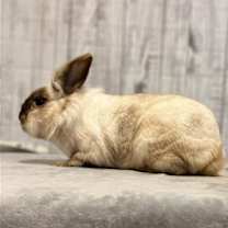 Thumbnail photo of Comet #2