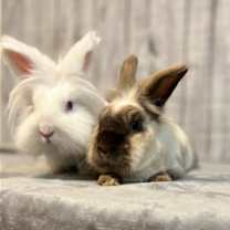 Thumbnail photo of Comet #3