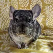 Thumbnail photo of Chern #1