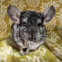 Thumbnail photo of Chern #2