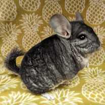 Thumbnail photo of Chern #3