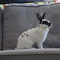 Thumbnail photo of Lola 2 RABBIT #3