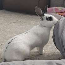 Thumbnail photo of Poppy RABBIT #1