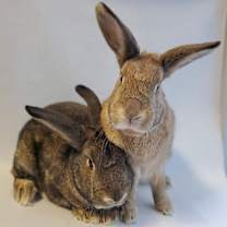 Thumbnail photo of Strawberry & Juneberry #2