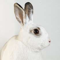 Thumbnail photo of Bolt #1