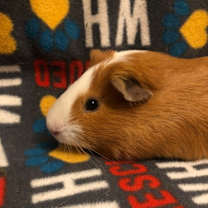 Thumbnail photo of Hamuel #3