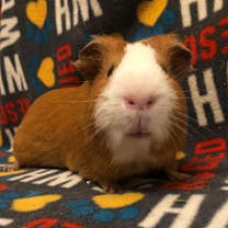 Thumbnail photo of Hamuel #1