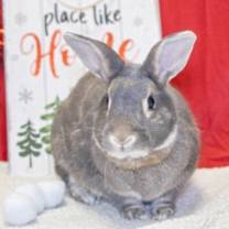 Thumbnail photo of Binkle #1