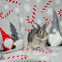 Thumbnail photo of Binkle #2