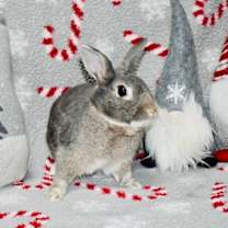 Thumbnail photo of Binkle #3