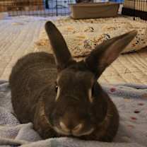 Thumbnail photo of Binkle #4