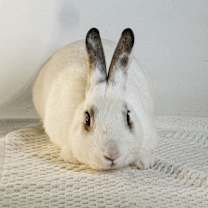 Thumbnail photo of Bolt #2