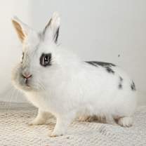 Thumbnail photo of Ruffles #4