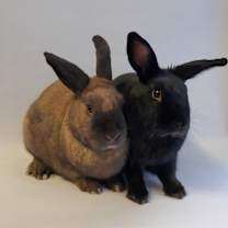 Thumbnail photo of Beyonce and Solange #3