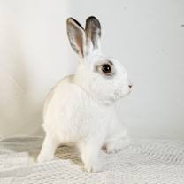 Thumbnail photo of Bolt #3