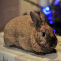 Thumbnail photo of Shuri #2