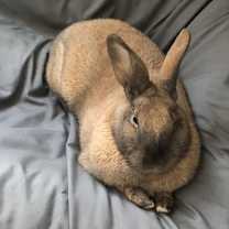 Thumbnail photo of Shuri #3
