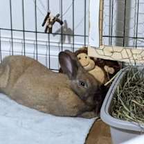Thumbnail photo of Shuri #4