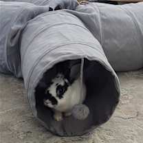 Thumbnail photo of Lola 2 RABBIT #4