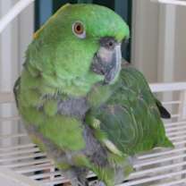 Thumbnail photo of Jade #3