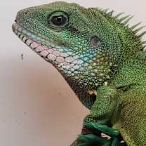 Thumbnail photo of Jiaolong #1